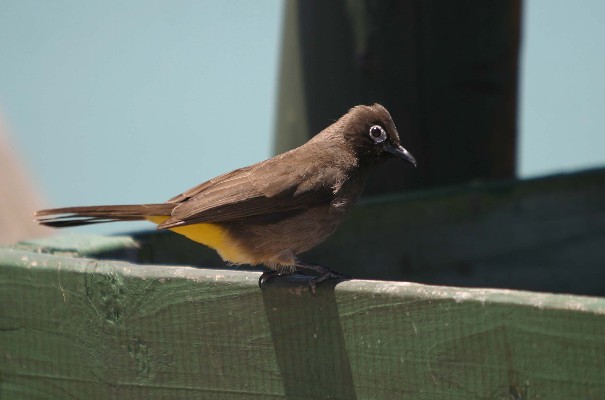 Cape Bulbul