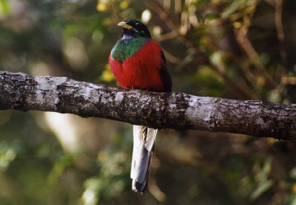 Narina Trogon