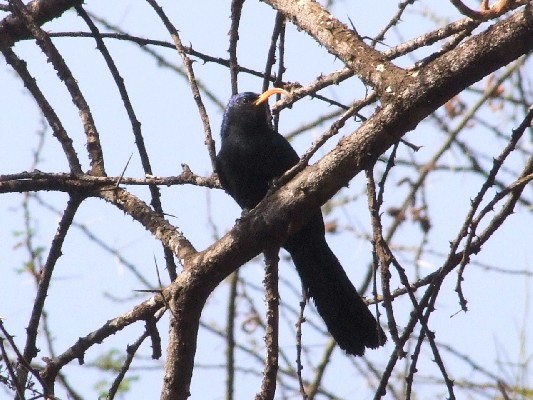 Abyssinian Scimitarbill foraging