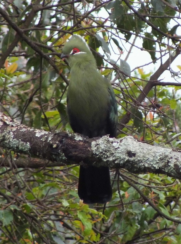 Showing well on our walk with Emmy Gongo.
