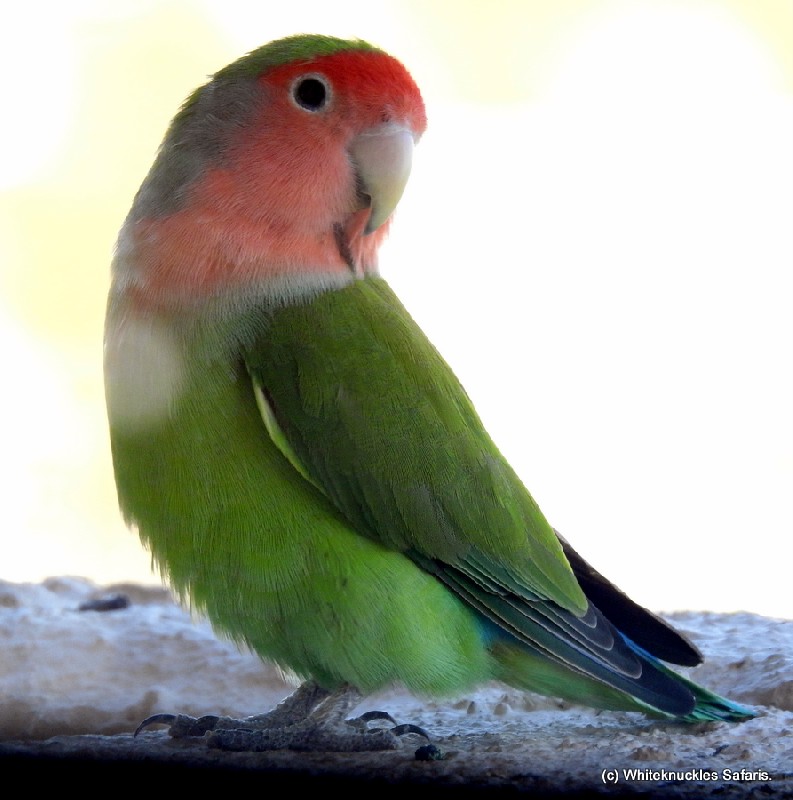 Birding from the bedroom. 