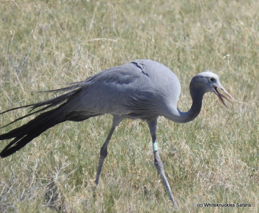 The male of the Halali run off pair. Ring NBN.