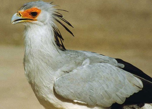 Secretary Bird hunting