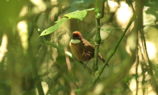 White-throated Oxylabes