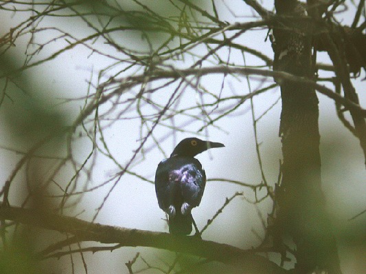 Purple Starling
