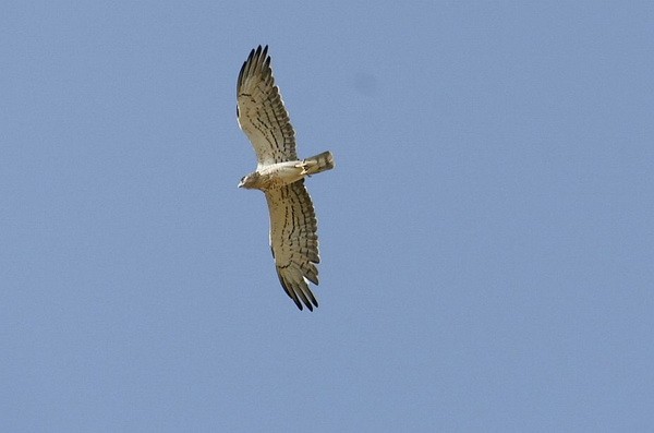 Short-toed Snake Eagle