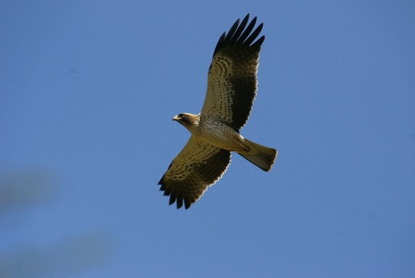 Booted Eagle