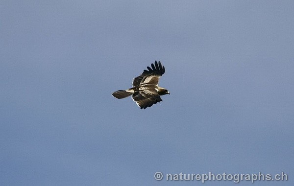 Booted Eagle
