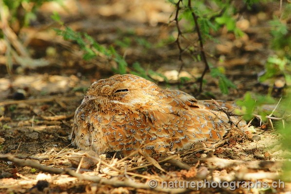 Golden Nightjar