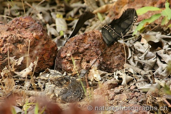 Standard-winged Nightjar