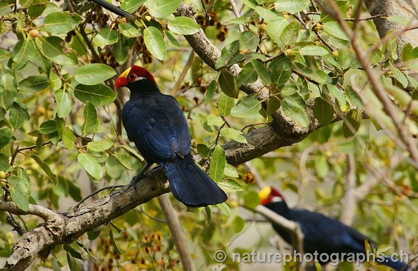 Violet Turaco
