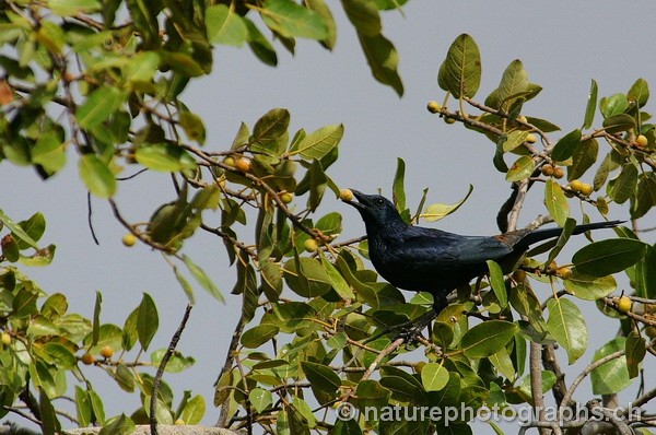 Neumann's Starling