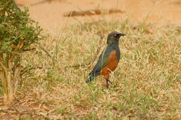 Chestnut-bellied Starling