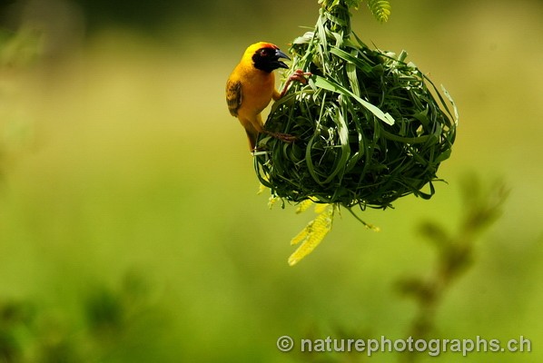 Vitelline Masked Weaver