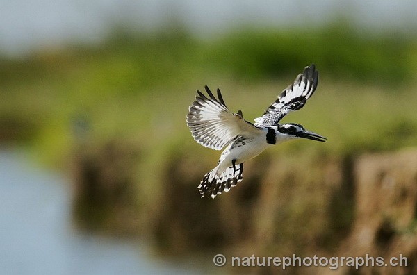Pied Kingfisher