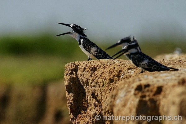 Pied Kingfisher