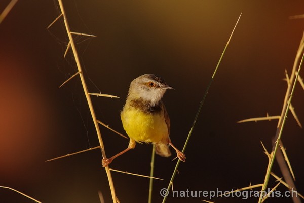 Black-chested Prinia