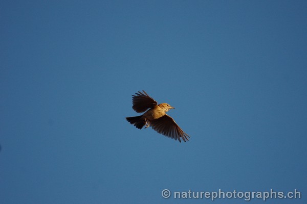 Dune Lark in flight