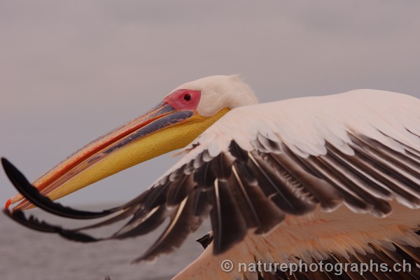 Great White Pelican