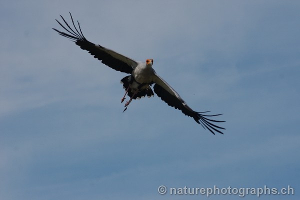 Secretary Bird in flight