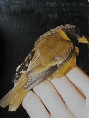 Oriole-finch in Tanzania