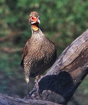 Grey-breasted Spurfowl