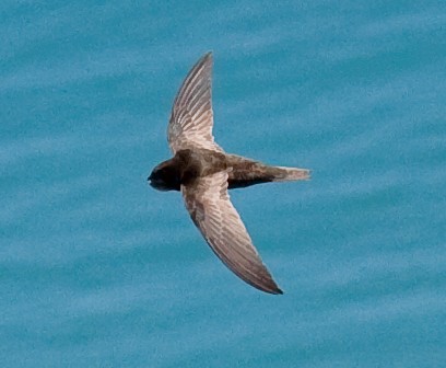 African Black Swift, Cape Town