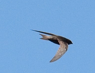 African Black Swift, Cape Town