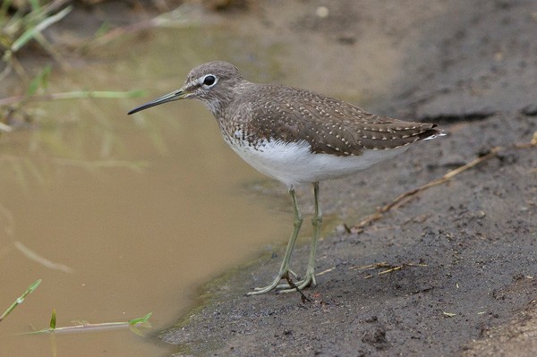 Green sandpiper, Kenya