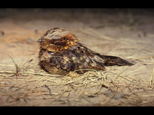 Fiery-necked Nightjar