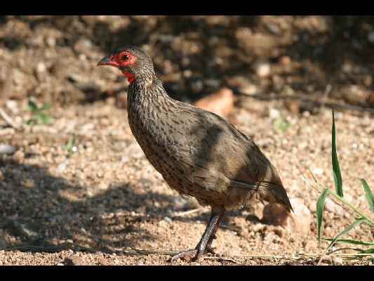 Swainson's Spurfowl