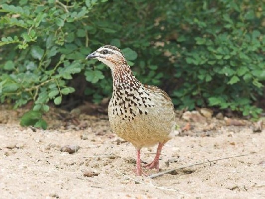 Crested Francolin