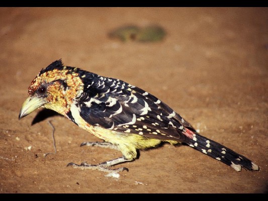 Crested Barbet