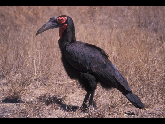 Southern Ground Hornbill