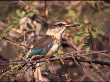 Brown-hooded Kingfisher