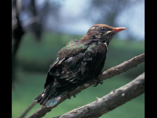 Didric Cuckoo
