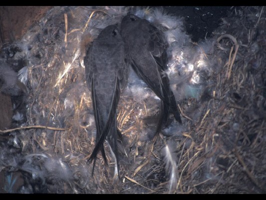 African Palm Swift
