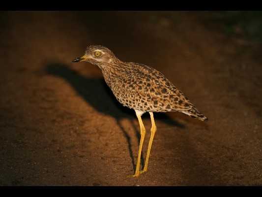 Spotted Thick-knee
