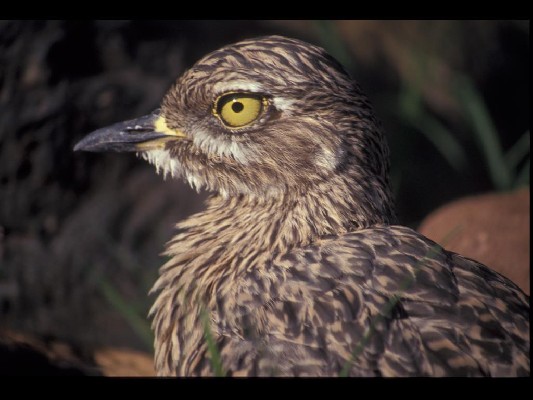 Spotted Thick-knee portrait