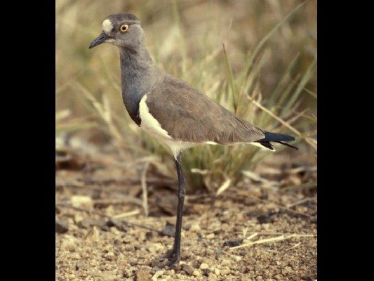 Senegal Lapwing