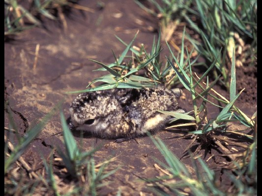 Black-winged Lapwing