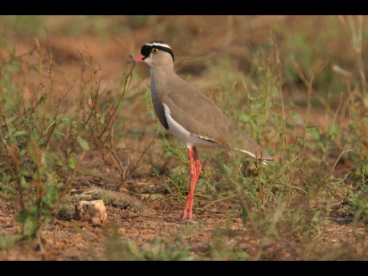 Crowned Lapwing