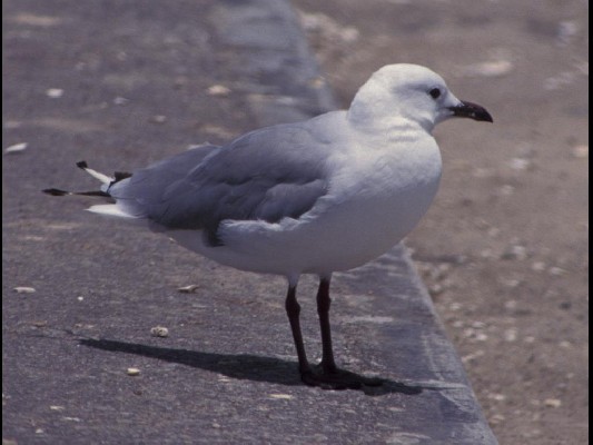 Hartlaub's Gull