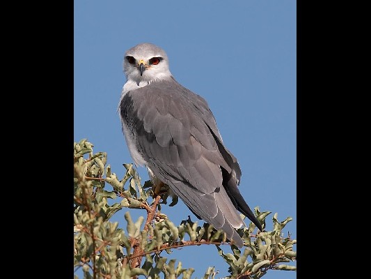 Black-shouldered Kite