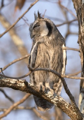 Southern White-Faced Scops-Owl