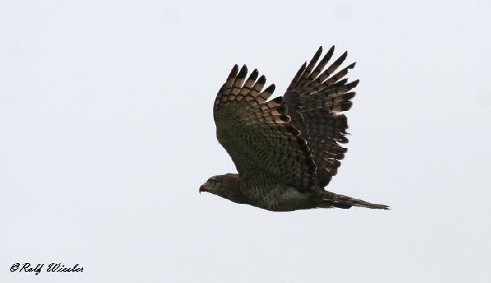 Southern Banded Snake Eagle