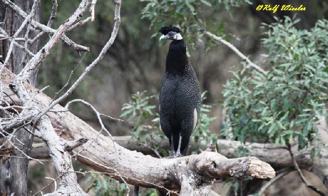 Southern Crested Guineafowl