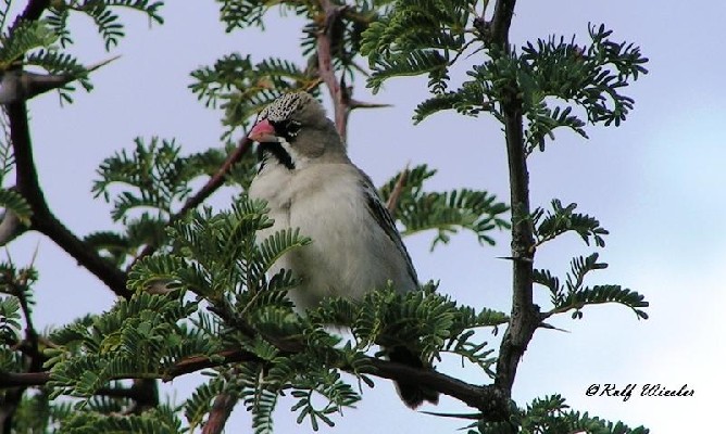 aka Scaly-Feathered Finch