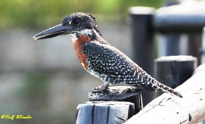 Giant Kingfisher