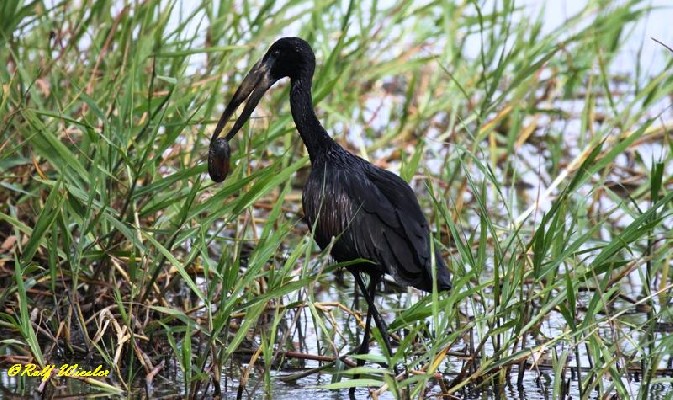 African Openbill